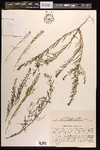 Thesium ramosum image
