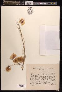 Calligonum arborescens image