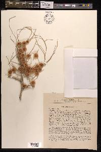 Calligonum rubens image