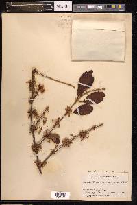 Scurrula ferruginea image