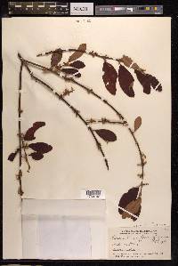 Scurrula ferruginea image