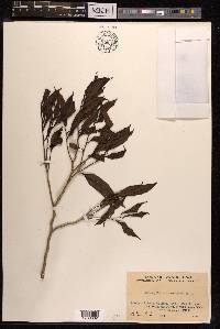Schoepfia chinensis image