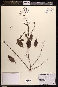 Santalum album image