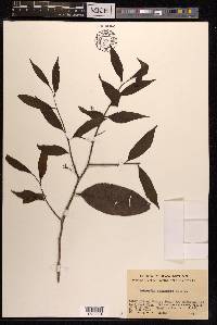 Schoepfia chinensis image