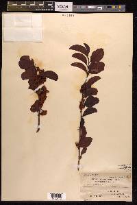 Ximenia americana image