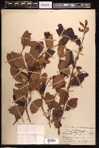Scurrula ferruginea image
