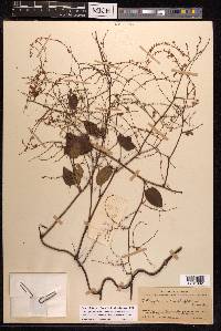 Fallopia multiflora image