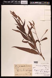 Persicaria glabra image