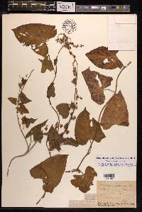 Fallopia dumetorum image