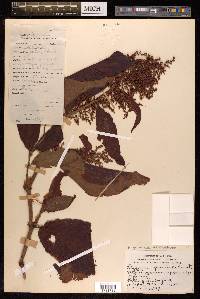 Koenigia mollis image