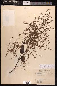 Fallopia multiflora image