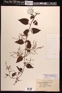 Fallopia multiflora image
