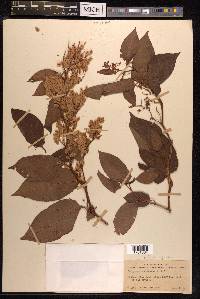 Reynoutria japonica image