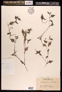 Persicaria nepalensis image