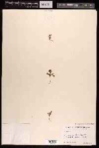 Polygonum runcinatum image