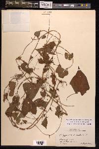 Fallopia dentatoalata image