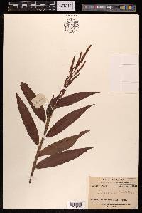 Polygonum barbatum image