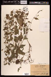 Persicaria nepalensis image