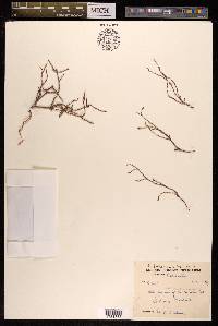 Polygonum polycnemoides image