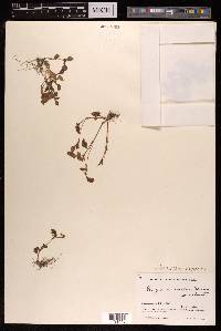 Persicaria nepalensis image
