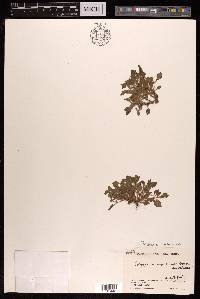 Persicaria nepalensis image