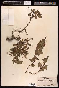 Polygonum runcinatum image