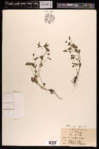 Persicaria nepalensis image