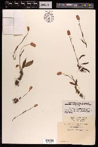 Bistorta macrophylla image