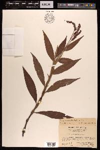 Polygonum barbatum image