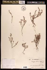 Polygonum polycnemoides image