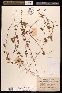 Persicaria senticosa image