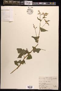 Fagopyrum acutatum image