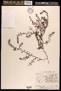 Polygonum plebeium image