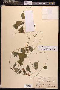 Fallopia dentatoalata image