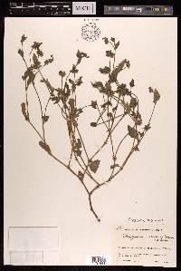 Persicaria nepalensis image