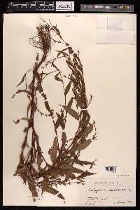 Persicaria hydropiper image