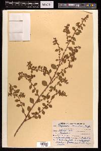 Polygonum recumbens image