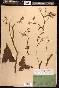 Fagopyrum acutatum image