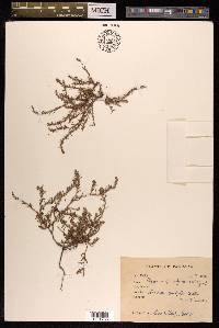 Polygonum polycnemoides image