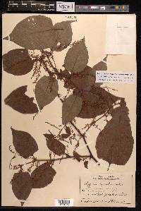 Reynoutria japonica image