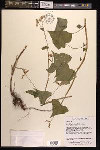 Fagopyrum acutatum image
