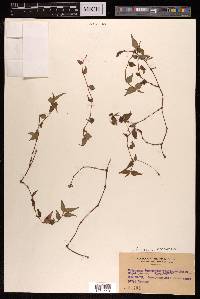 Persicaria nepalensis image