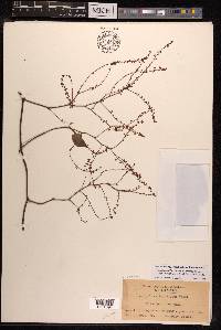 Fallopia multiflora image