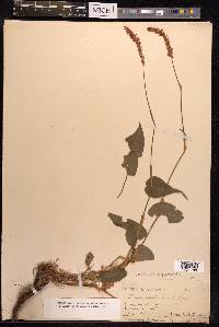 Persicaria amplexicaulis image