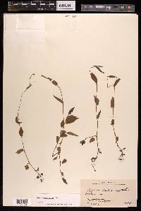 Polygonum muricatum image