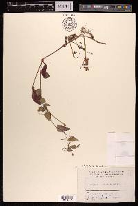Persicaria nepalensis image