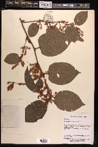 Reynoutria japonica image