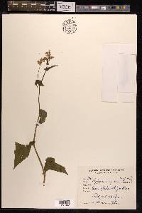 Fagopyrum acutatum image