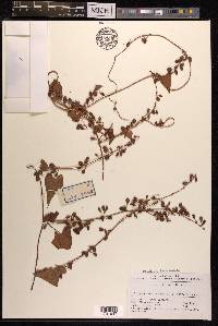 Fallopia dentatoalata image