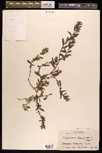 Polygonum humifusum image